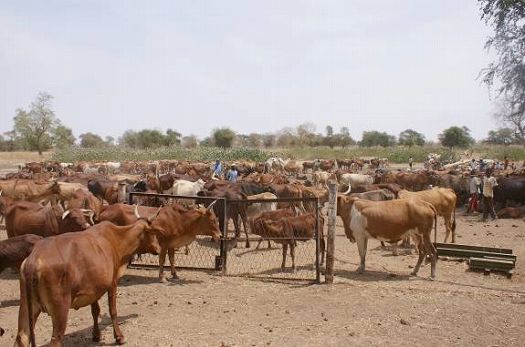 写真6．水のみ場に集まった牛の群れ
