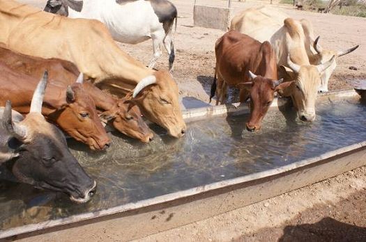 写真7．大量に飲料水を消費する牛